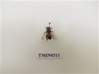 藏品(義大利蜂)的圖片